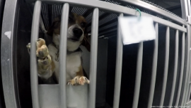 Hund im Todeslabor