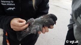 Taube wird untersucht