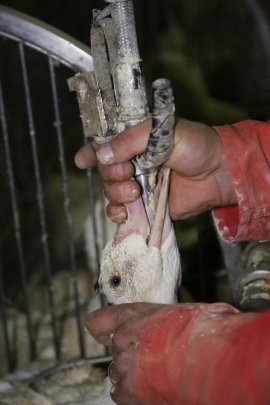 Stopfen der Gänse