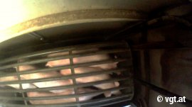 Schweine in der CO2-Gondel