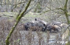 Wildschweine