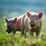 Vortrag: Clever Pig oder Dumme Sau?