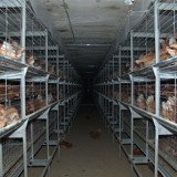 Bodenhaltung – schlimmer als gedacht
