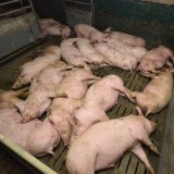 Einladung: Morgen VGT-Aktion am Wiener Stephansplatz zu Vollspaltenböden in der Schweinehaltung
