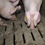 Einladung: Montag 29. April VGT-Präsentation von Schweinebuchten in Innsbruck