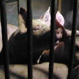 VGT antwortet Schweinehalterverband: Studie belegt, dass Österreich Schlusslicht in EU