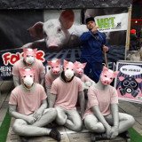 Österreichs Mastschweine müssen auf Vollspaltenböden ständig über ihrem Kot leben