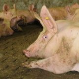 Ist ein Vollspaltenboden Tierquälerei?