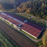 Morgen Donnerstag demonstriert der VGT vor 3 Vollspalten-Schweinebetrieben in NÖ