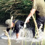 Burgenland: ausgesetzte Zuchtenten aus Jagdrevier an der Leitha nach Ungarn getrieben