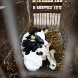 Aufgedeckt: Kälber in Einzelhaltung