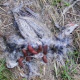 Fasanenjagd: Schon jetzt etliche tote Tiere!