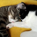 Internationaler Tag der Katze