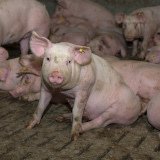 Tierhaltungskennzeichnung statt rot-weiß-rotes Mascherl!