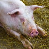 Umfrage unter Landwirt_innen: nach Umbau Vollspalten-Stroh sehr zufrieden