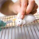Breiter Widerstand gegen geplantes Tierversuchslabor am JKU-Klinikum