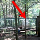 Aufgedeckt! Eingesperrte Fasane im Wald versteckt