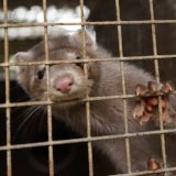 Erfolg für die Tierschutzbewegung: Slowakisches Parlament beschließt Pelzfarmverbot!