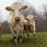 Einladung: Aktion in Wien zum Tag der Tierrechte am 10. Dezember