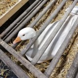Anzeige: schlimme Zustände auf Kleintiermarkt in Ried