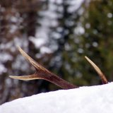 Wiener Verwaltungsgerichtshof bestätigt: Mayr-Melnhof hat Tierschützer misshandelt
