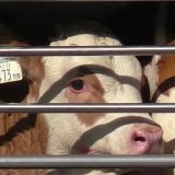 Kälber bleiben auf der Strecke