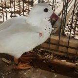 Größter Kleintiermarkt Österreichs wird angezeigt!