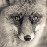 Ich bin ein Fuchs