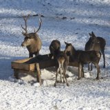 Einladung: Pressekonferenz mit Wildbiolog_innen und Jäger zur Wildtierfütterung