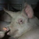 Illegale Tiertransport-Verzögerung: Konsequenzen notwendig