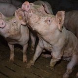 Am 1. März ist Tag des Schweins