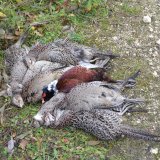 Fasanenjagd: Steirischer Landtag entscheidet gegen den Tierschutz