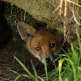 Wildtiere in der Stadt