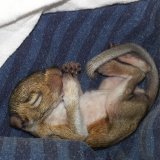 Erste Hife für Wildtiere