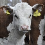 VGT-Aufdeckung bringt ersten Erfolg in Sachen Tiertransporte