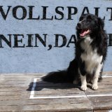 Protest in Wr. Neustadt: 57 % der Schweine in NÖ leben auf harten Betonspaltenböden
