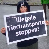 Jetzt muss es ernst werden: Kälbertransport-Reform überfällig