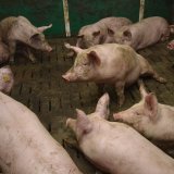 Protest gegen Vollspaltenboden am Grazer Hauptplatz