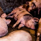 Auch in Salzburg: mehr als 20 % der Schweine auf Vollspaltenboden ohne Stroh