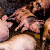VGT-Aktion: Wir wollen nicht am Klo schlafen!