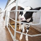 Kuhmilch: zwischen Tierleid und Klimakrise