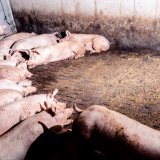 FPÖ droht VGT mit Klage: soll Vorwurf, FPÖ habe Tiere verraten, widerrufen