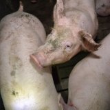 Einladung: Grunzi-Fahrt zu 3 Tierfabriken