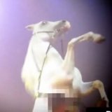 Rollkur bei Pferdeshow im Zirkus Louis Knie?