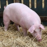 Einladung: Morgen Pressekonferenz zur Auswertung von Fragebögen zum Umstieg Vollspalten-Stroh
