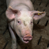 FPÖ lehnt tatsächlich alle Tierschutzanträge der Liste JETZT ab; SPÖ + NEOS dafür