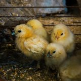 Einladung: VGT-Kückenschredderaktion zum Welt-Ei-Tag