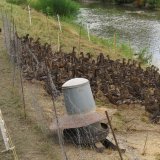Nordburgenland Nickelsdorf: sämtliche ausgesetzten Enten bereits abgeschossen