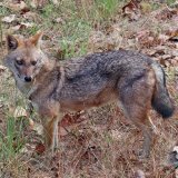 Burgenland plant Abschuss von Goldschakalen gegen Ökologie- und Tierschutzbedenken