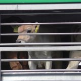 VGT: Tierschutz im Arbeitsprogramm der Landesregierung